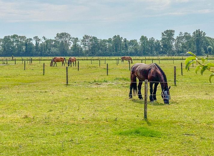 Unterkunft 491911 - Chalet Noord-Holland midden - De Zwaluw