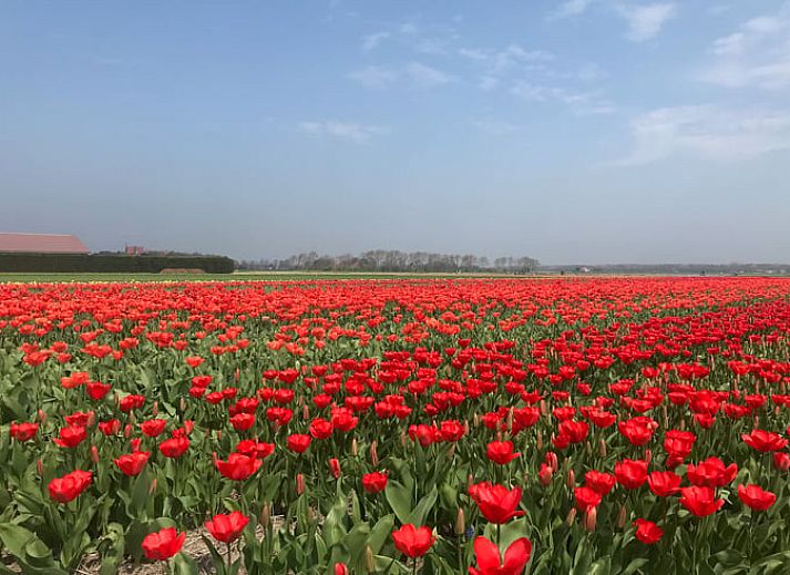 Essen im Freien auf der Terrasse des Ferienhauses in Limmen, Nordholland.