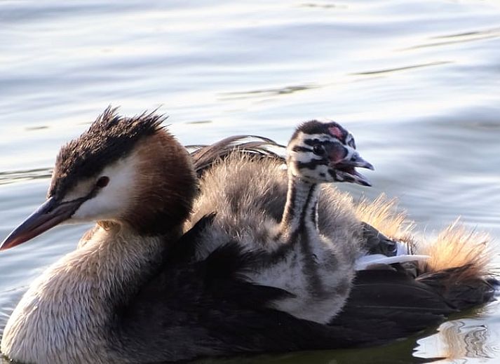 Gemuetliche Sitzecke unter den Baeumen im Cottage in Limmen, Ferienhaus in Nordholland.
