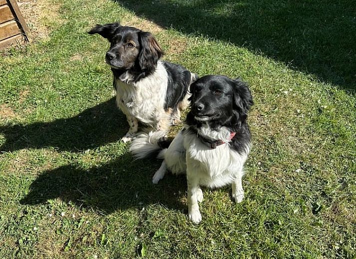 Entspannen Sie sich im privaten Whirlpool des Ferienhauses in Stompetoren, Nordholland, inmitten der Natur.