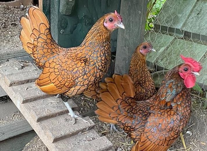 Rustikale Holzdetails im Ferienhaus in Stompetoren, Nordholland, bieten eine warme Atmosphaere.