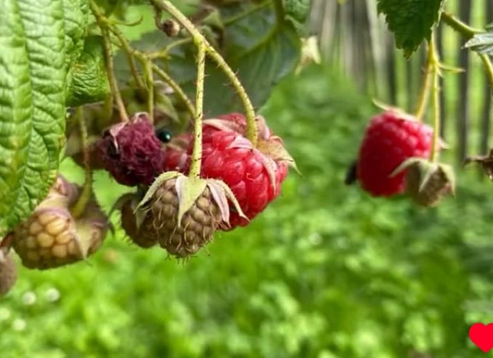 Rustikale Holzdetails im Ferienhaus in Stompetoren, Nordholland, bieten eine warme Atmosphaere.