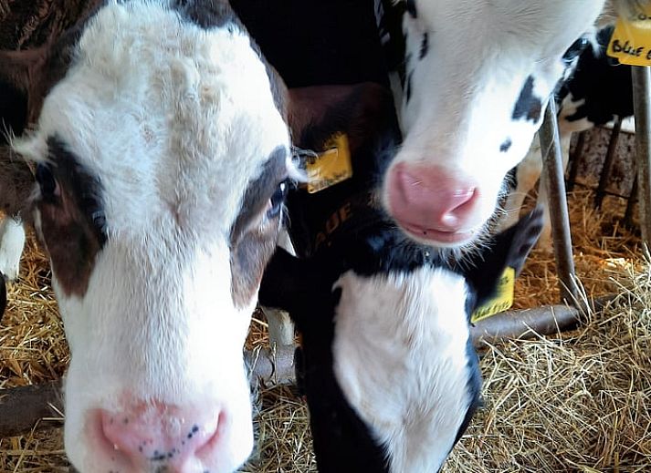Gezellige veranda van Huisje in Zuid-Scharwoude, een vakantiehuis in Noord-Holland, met uitzicht op de groene omgeving.