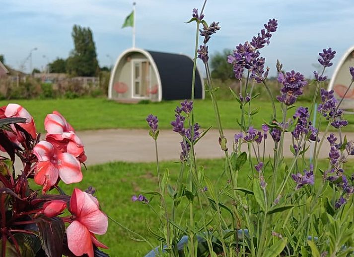 Ontdek de boerderijdieren bij Huisje in Zuid-Scharwoude, een vakantiehuis in Noord-Holland, voor een unieke landelijke ervaring.