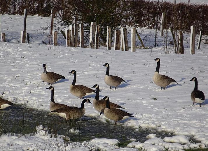 Verblijf 493903 - Bed and breakfast Zuid Limburg - B&B Einrade