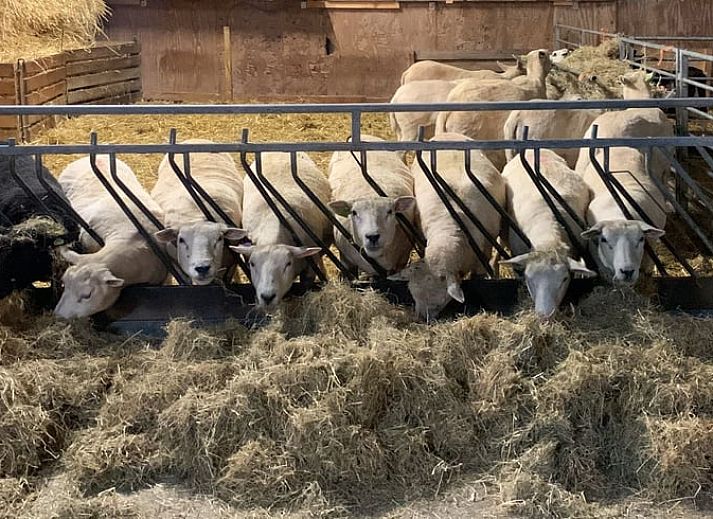 Comfortabele slaapkamer in Vakantiehuisje in Markenbinnen, Noord-Holland, met kleurrijke accenten en toegang tot balkon.