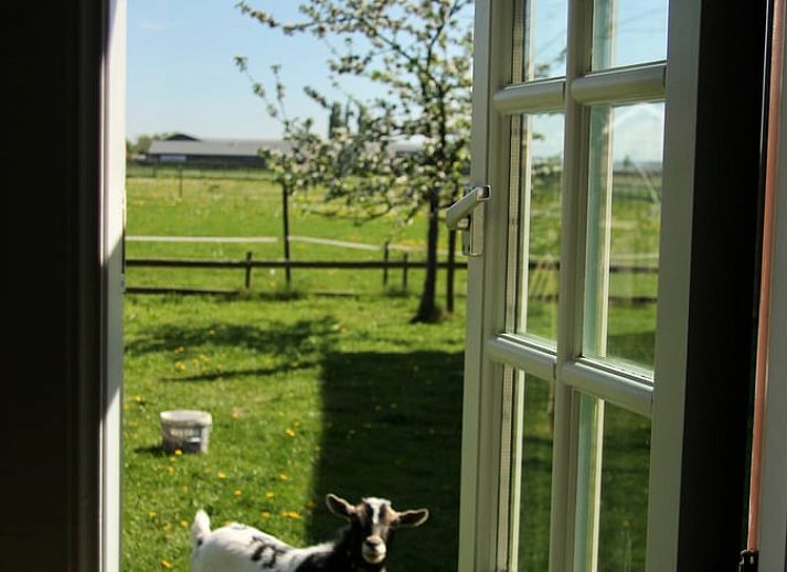 Guest house 495504 - Holiday property Noord-Holland midden - Huisje in Heerhugowaard