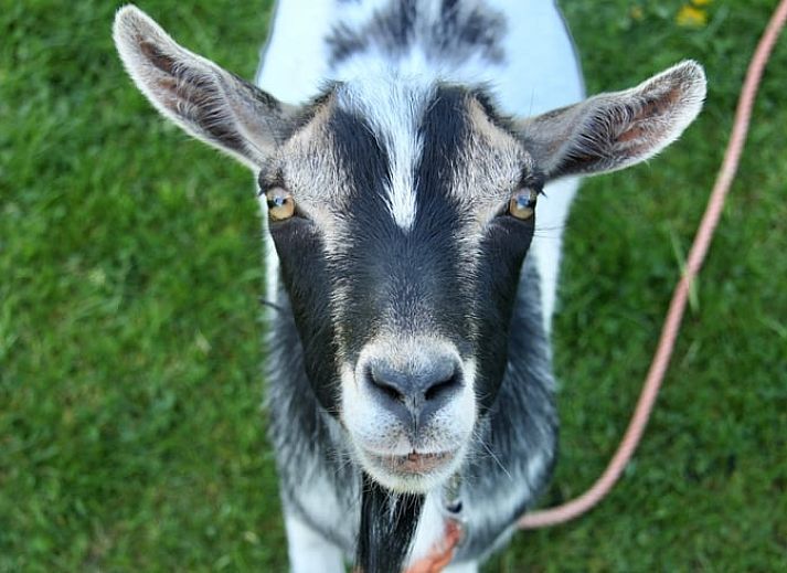 Guest house 495504 - Holiday property Noord-Holland midden - Huisje in Heerhugowaard