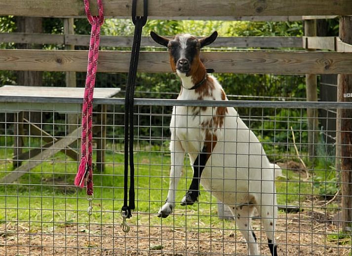 Guest house 495504 - Holiday property Noord-Holland midden - Huisje in Heerhugowaard