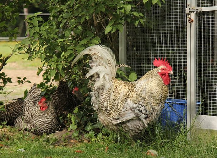 Guest house 495504 - Holiday property Noord-Holland midden - Huisje in Heerhugowaard