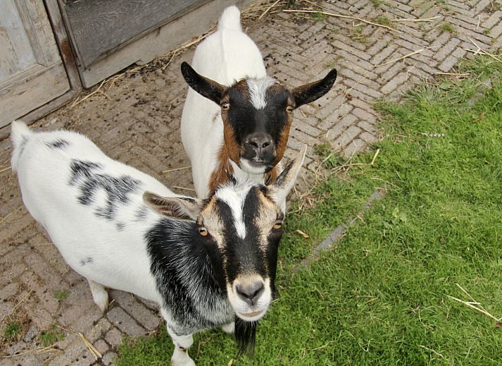 NH550 vakantiehuis in Heerhugowaard, Noord-Holland met praktische bergruimte en opberglokkers.