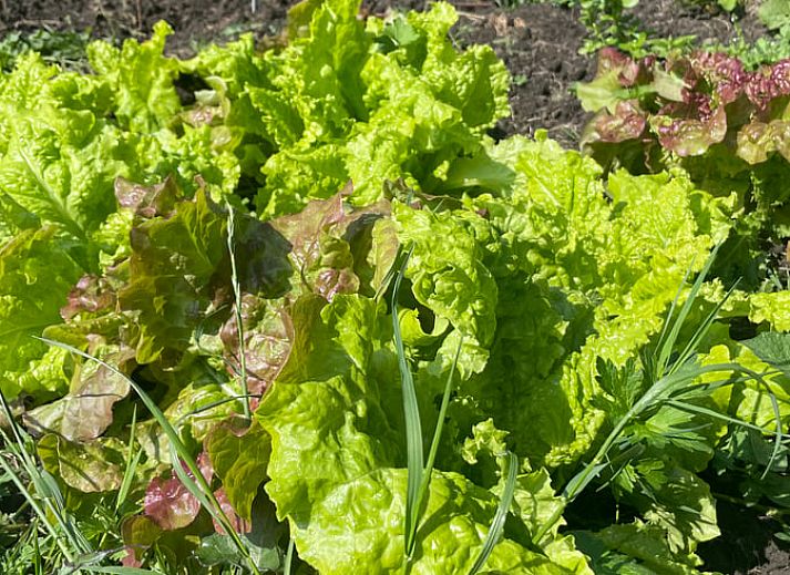 Verblijf 495604 - Vakantiewoning Noord-Holland midden - Vakantiehuisje in Westbeemster