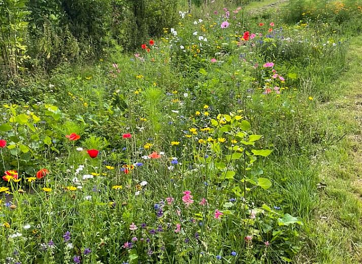 Verblijf 495604 - Vakantiewoning Noord-Holland midden - Vakantiehuisje in Westbeemster