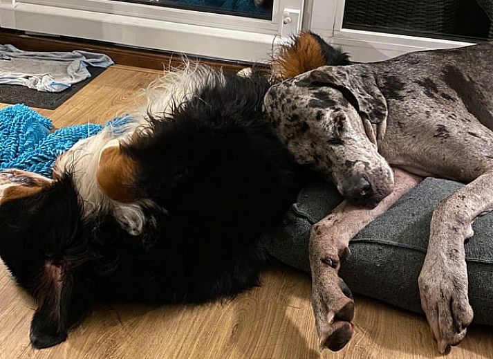 Gemuetliche Terrasse im Ferienhaus in Loosdrecht, Nordholland, mit Blick auf das Wasser und einem komfortablen Sitzbereich.