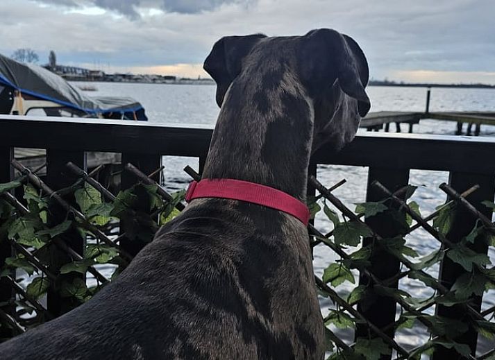 Gemuetliche Terrasse im Ferienhaus in Loosdrecht, Nordholland, mit Blick auf das Wasser und einem komfortablen Sitzbereich.