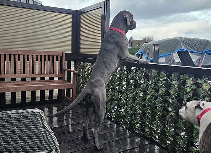 Gemuetliche Terrasse im Ferienhaus in Loosdrecht, Nordholland, mit Blick auf das Wasser und einem komfortablen Sitzbereich.