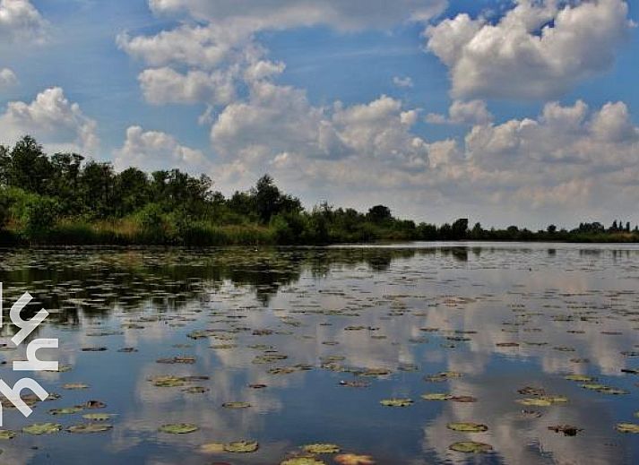 Kuehe auf der Wiese beim Ferienhaus NH225 in Loosdrecht, Nordholland.