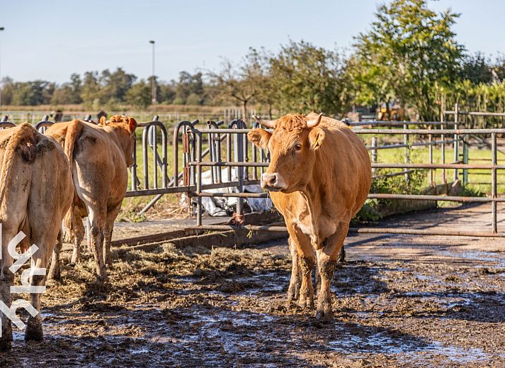 Kuehe auf der Wiese beim Ferienhaus NH225 in Loosdrecht, Nordholland.