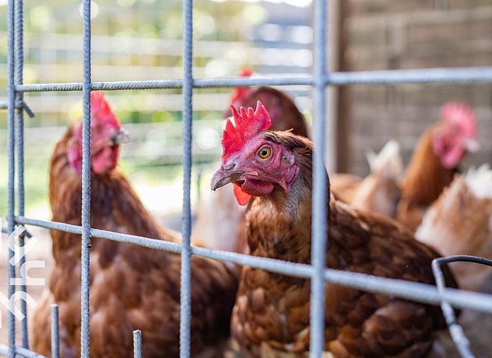 Aussicht ueber gruene Felder im Ferienhaus NH225 in Loosdrecht, Nordholland.