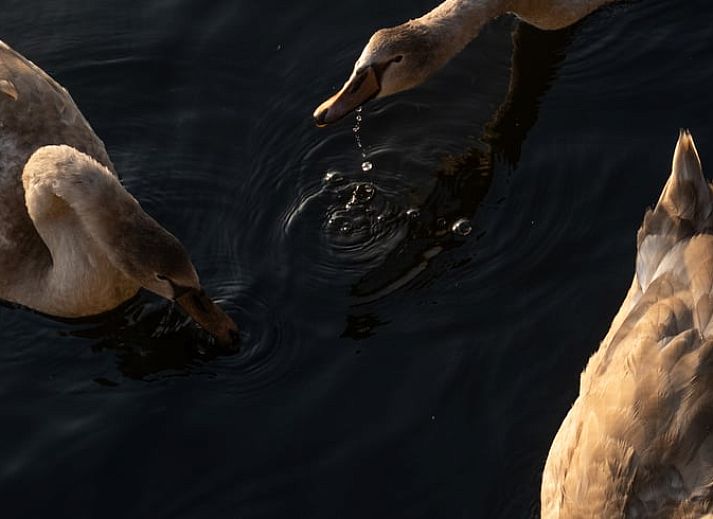 Gezellige slaapkamer in Vakantiehuisje in Kortenhoef, Noord-Holland zuid, met luxe beddengoed.
