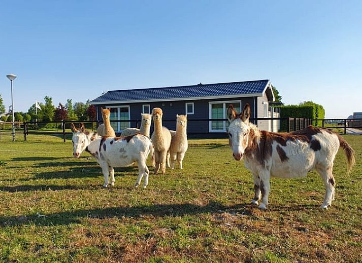 Ferienhaus in Nieuw Vennep, ein Ferienhaus in Nordholland mit herrlichem Blick auf gruene Felder und einer grosszuegigen Terrasse.