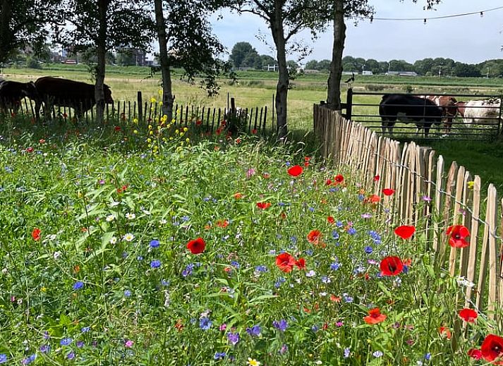 Geraeumige Terrasse im Ferienhaus in Amsterdam, ideal fuer einen erholsamen Urlaub in Nordholland.