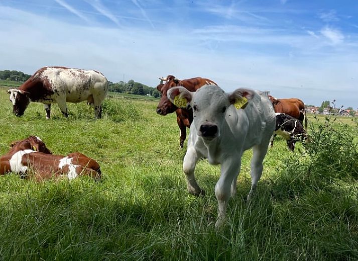 Geraeumige Terrasse im Ferienhaus in Amsterdam, ideal fuer einen erholsamen Urlaub in Nordholland.