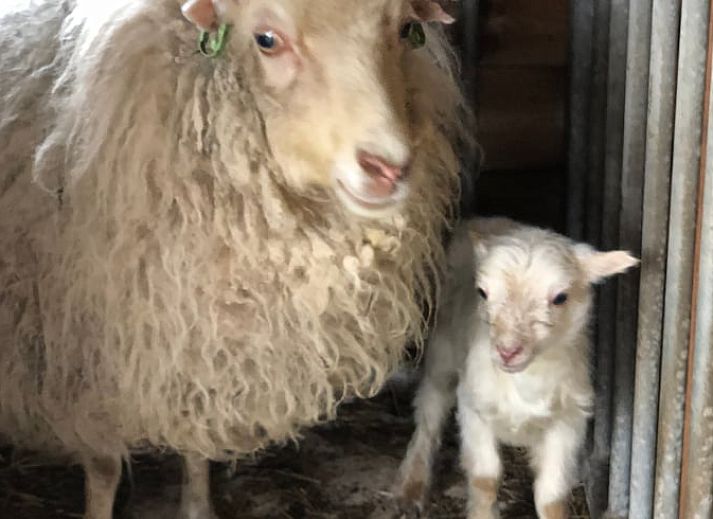 Luxury bathroom in Holiday home in Amsterdam, relaxing atmosphere in vacation home Amsterdam eo.