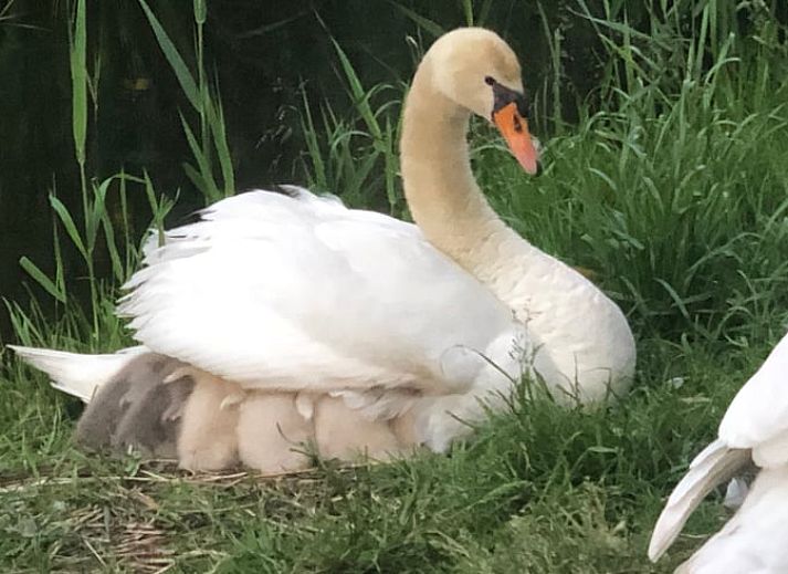 Artwork in Holiday home in Amsterdam, artistic details in vacation home in Amsterdam.