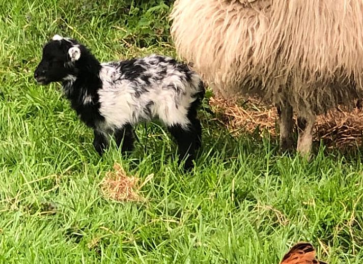 Artwork in Holiday home in Amsterdam, artistic details in vacation home in Amsterdam.