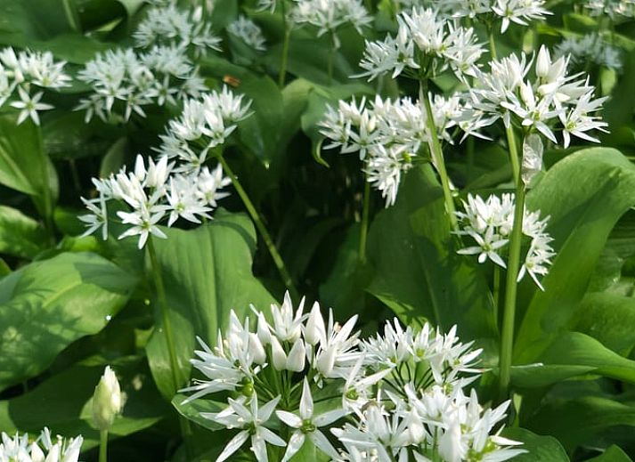 Artwork in Holiday home in Amsterdam, artistic details in vacation home in Amsterdam.