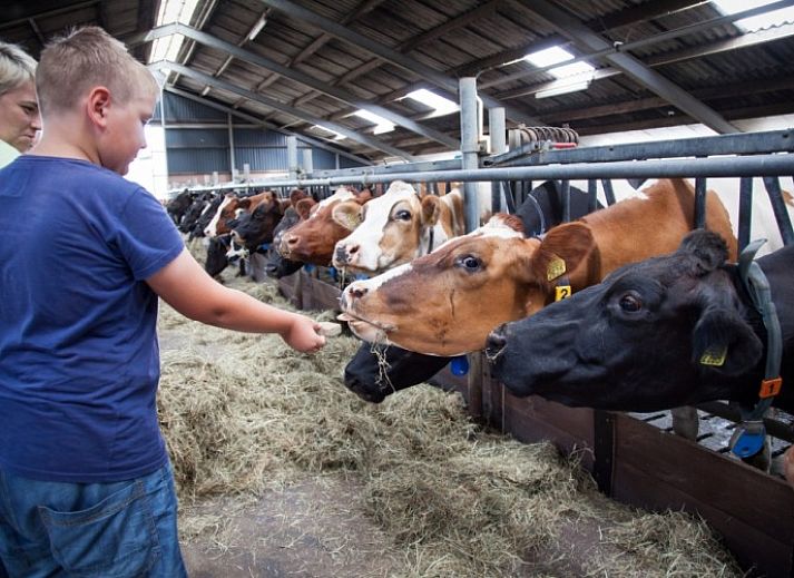 Unterkunft 512401 - Ferienhaus IJsselmeerkust - Overleekerhoeve