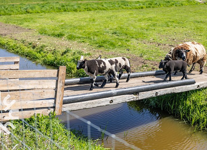 Schafe in der gruenen Umgebung des NH360 Ferienhauses Weesp Amsterdam Nord-Holland