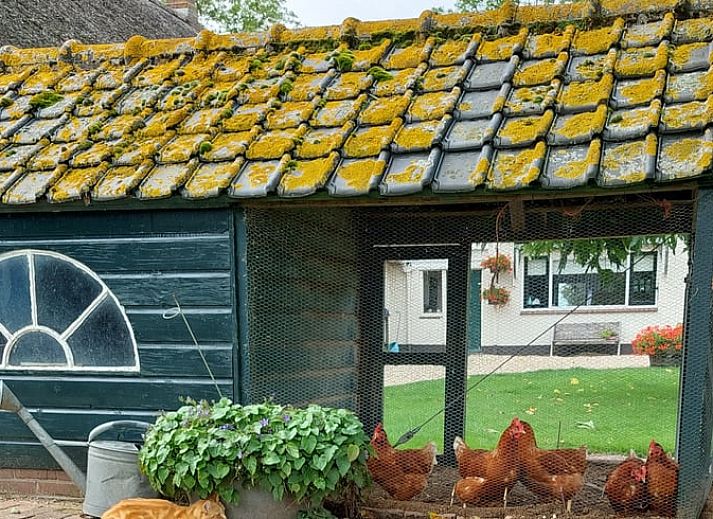 Uitzicht op weilanden en koeien vanuit Vakantiehuisje in Weesp, Amsterdam eo, Noord-Holland.