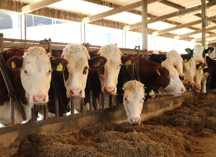 Moderne woonkamer in Vakantiehuisje in Weesp met comfortabele stoelen, Amsterdam eo, Noord-Holland.