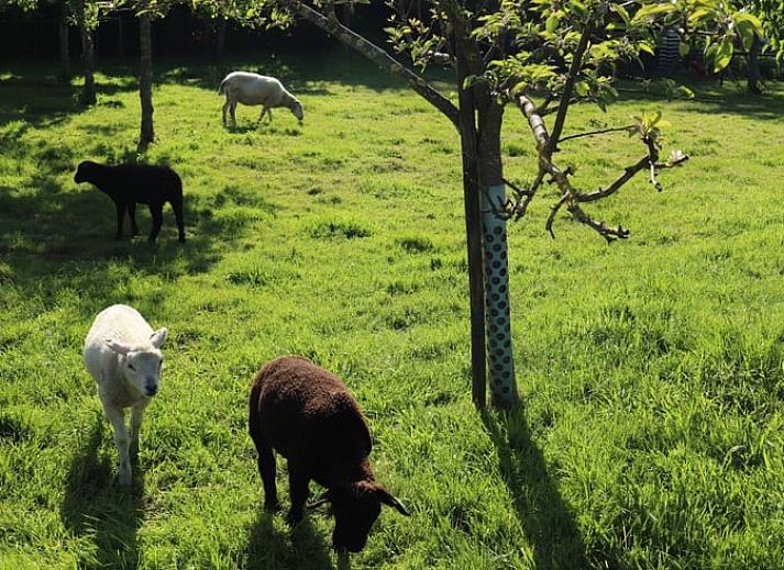 Moderne woonkamer in Vakantiehuisje in Weesp met comfortabele stoelen, Amsterdam eo, Noord-Holland.