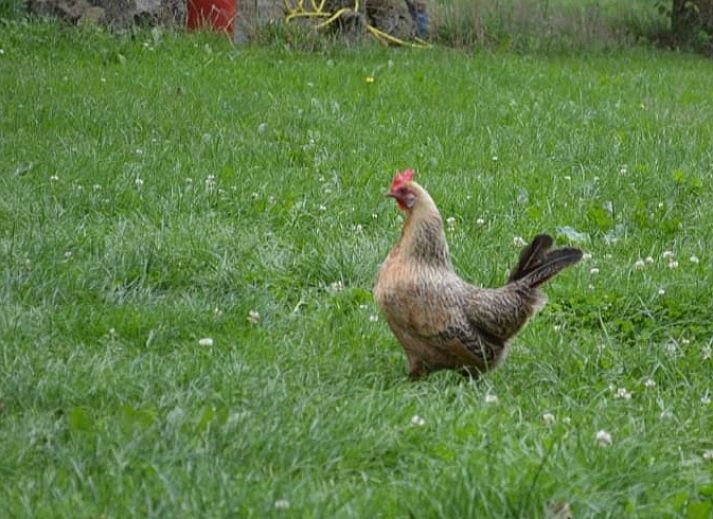 Comfortabele slaapkamer met twee bedden in vakantiehuisje in Mander, Twente, Overijssel.