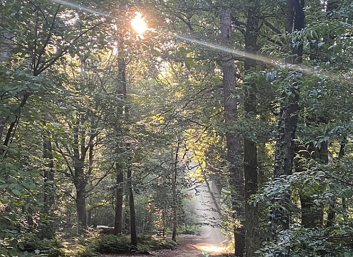 Vorgarten des Huisje in Nutter, Ferienhaus in Nutter, Twente, mit natuerlicher Vegetation.
