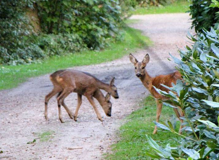 Moderne Kueche im Ferienhaus in Nutter, Twente, mit Blick auf die gruene Umgebung von Overijssel.
