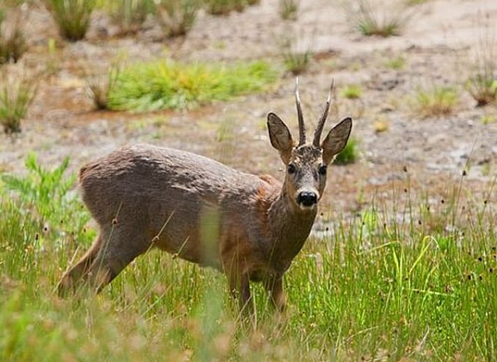 Gezellige woonkamer van Huisje in de Lutte, vakantiehuis in De Lutte, Twente, met comfortabele banken en uitzicht op de groene natuur.