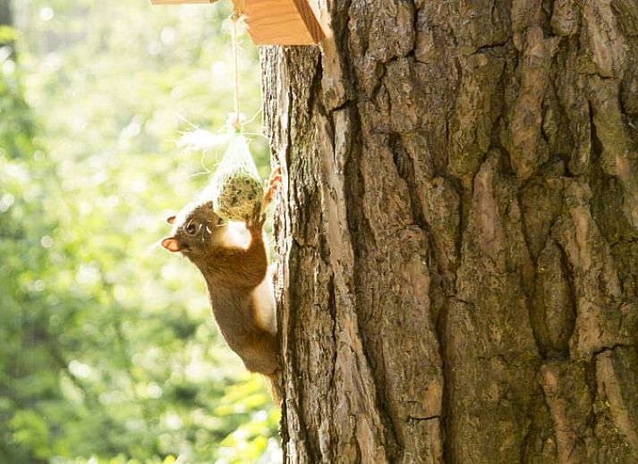 Ferienhaus in De Lutte, Twente, umgeben von Natur und Blumen, ideal zum Entspannen in der rustikalen Umgebung von Overijssel.