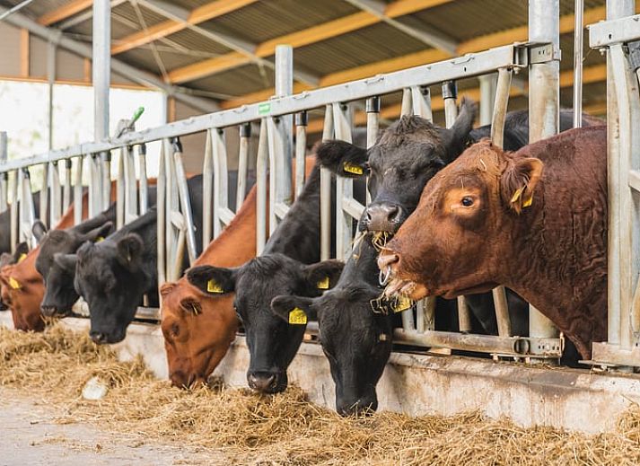 Moderne keuken en woonkamer in Vakantiehuis in Wierden, perfect voor een comfortabel verblijf in Twente, Overijssel.