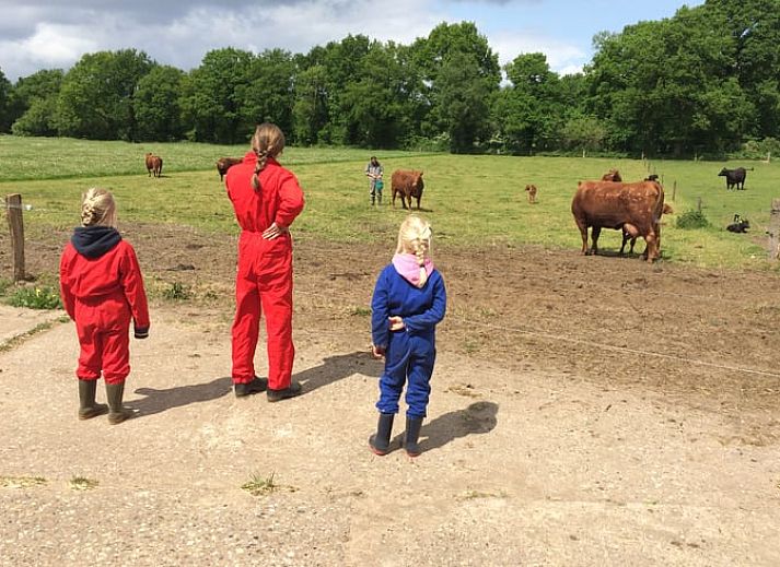 Vakantiehuis in Wierden, Twente biedt een landelijke ervaring met grazende koeien in de weide.