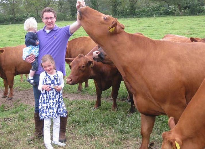 Vakantiehuis in Wierden, Twente met rieten dak en terras naast grazende koeien.