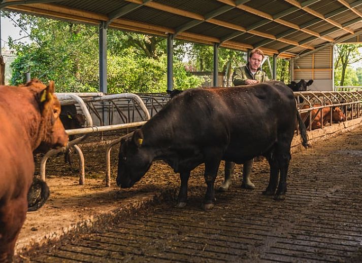 Sneeuwlandschap bij Vakantiehuis in Wierden, Twente voor een winterse ervaring in Overijssel.