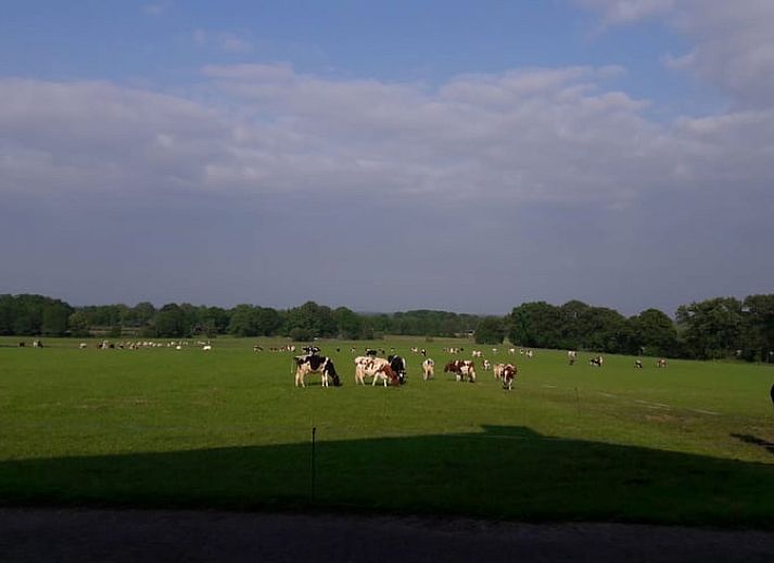Unieke wanddecoratie in de woonkamer van Huisje in Ootmarsum, vakantiehuis in Twente, Overijssel.