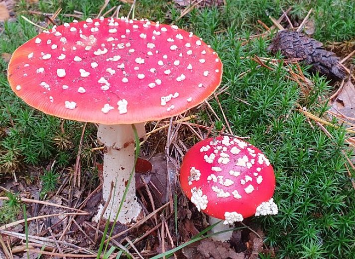 Gemtliches Schlafzimmer im Ferienhaus Mapadodo, Nutter, Twente mit Holzmbeln.