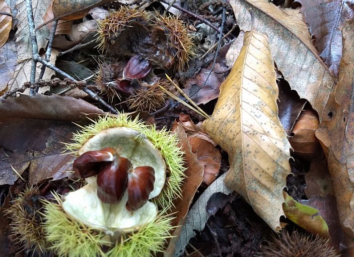 Gemtliches Doppelzimmer im Ferienhaus Mapadodo, Nutter, Twente mit floraler Wanddekoration.