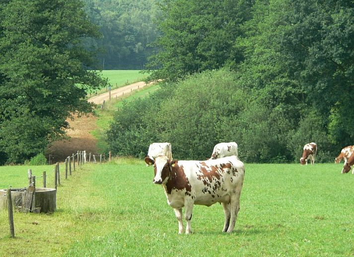 Unterkunft 520906 - Ferienhaus Twente - de Witker