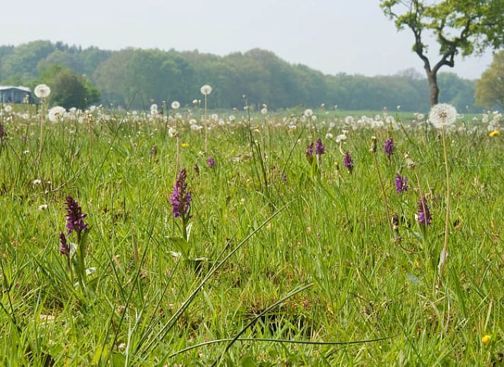 Unterkunft 520911 - Ferienhaus Twente - Vakantiehuisje in Hezingen